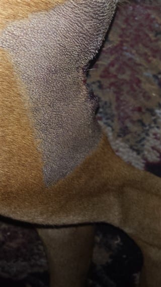 surgical-site-of-tumor-removed-boxer-dog